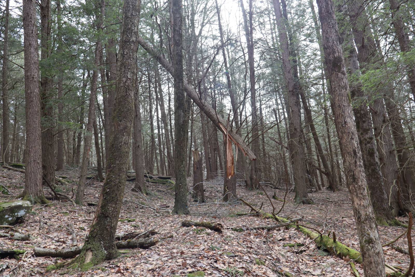 #7 photo, Tbd Terrace Drive, Lexington , NY 12468