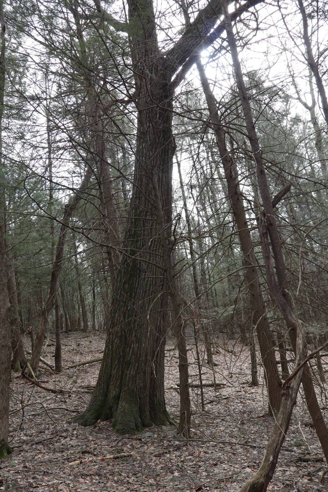 #8 photo, Tbd Terrace Drive, Lexington , NY 12468