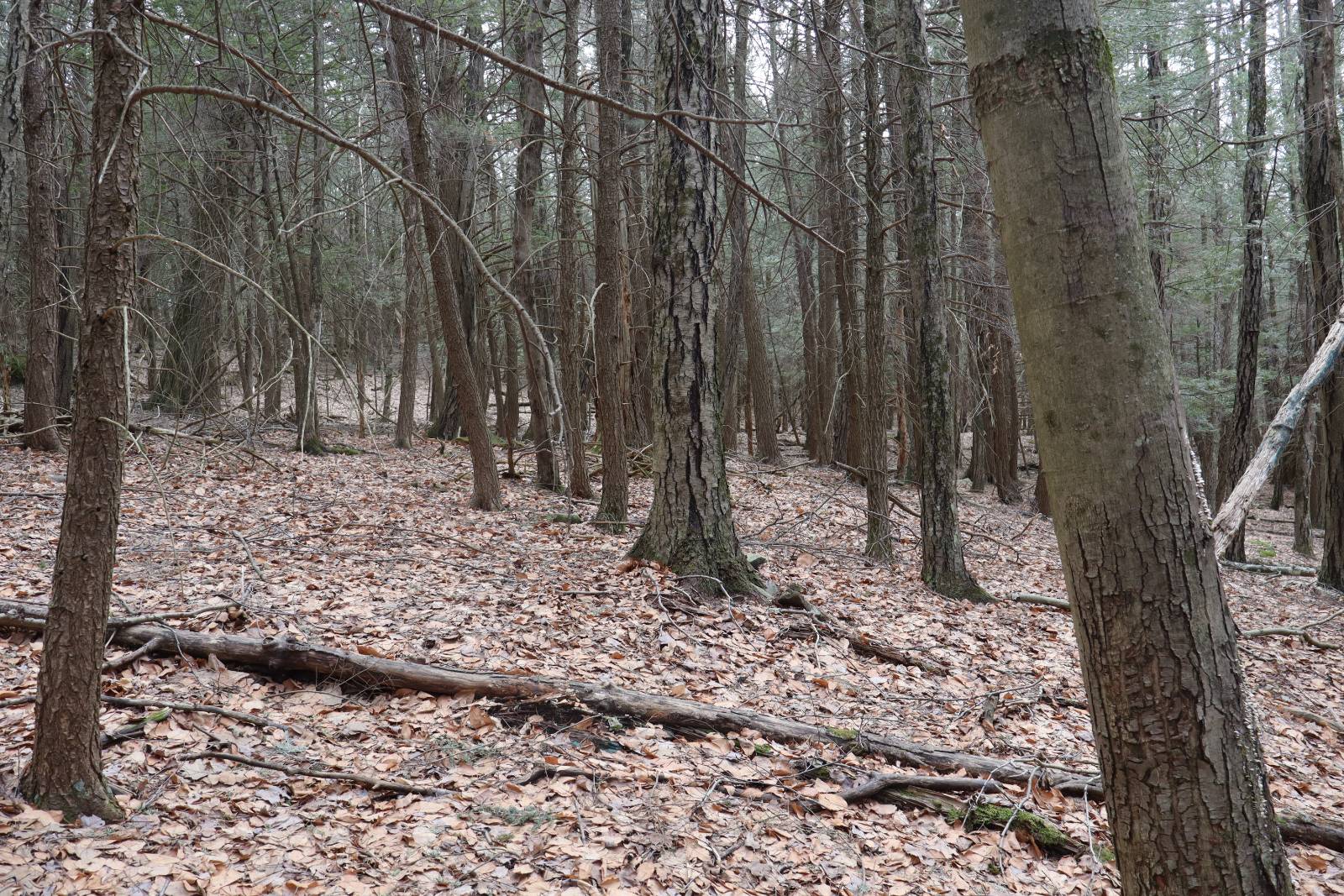 #9 photo, Tbd Terrace Drive, Lexington , NY 12468