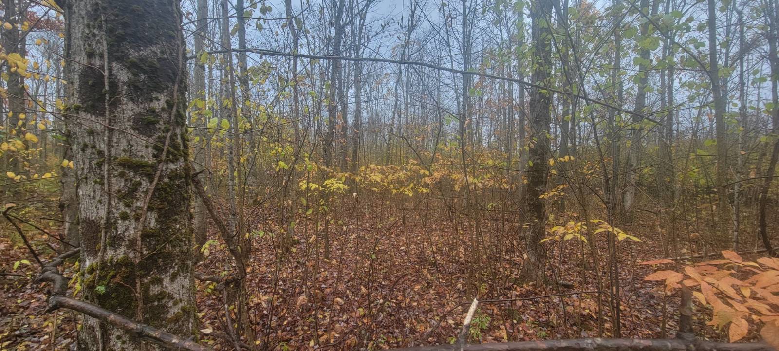 #11 photo, 00 St Rt 13, Pulaski , NY 13142