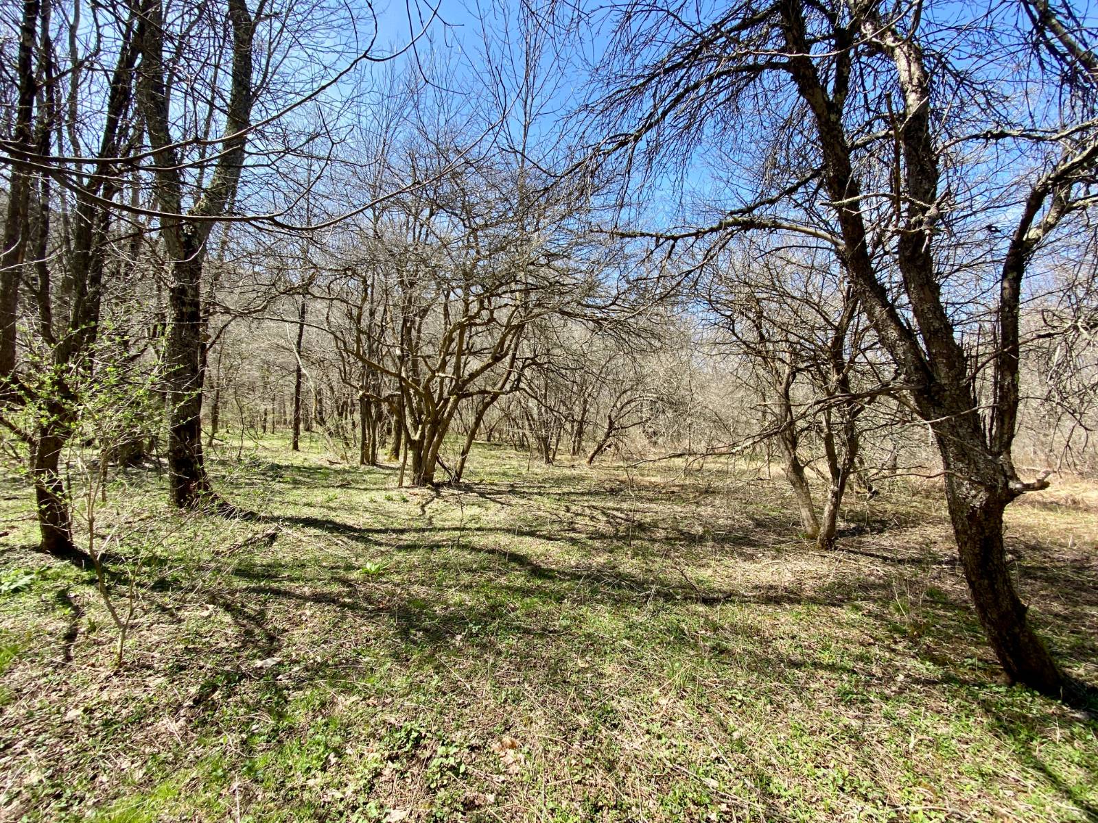 #3 photo, 0 East Handsome Brook Rd., Franklin , NY 13775