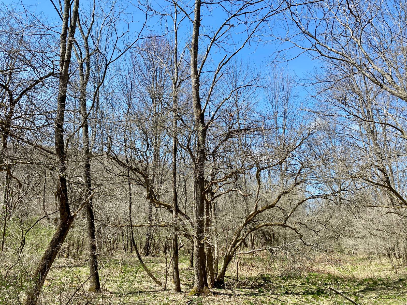 #8 photo, 0 East Handsome Brook Rd., Franklin , NY 13775