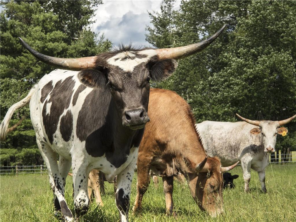 #9 photo, Lot 2 Chapin Trail, Bethel , NY 12720