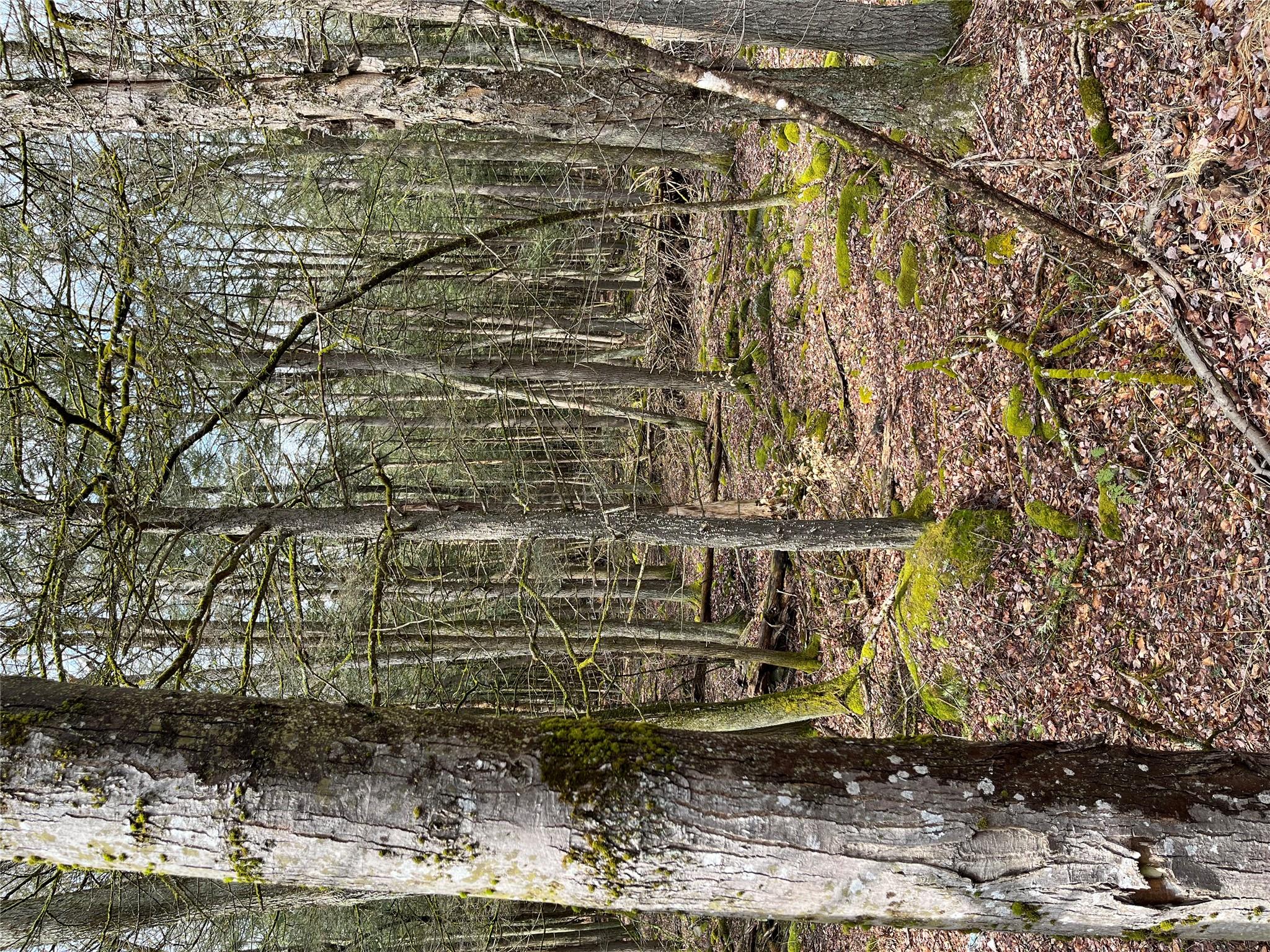 #3 photo, Leins Road, Fallsburg, NY Leins Road, 紐約州 Fallsburg , NY 12733