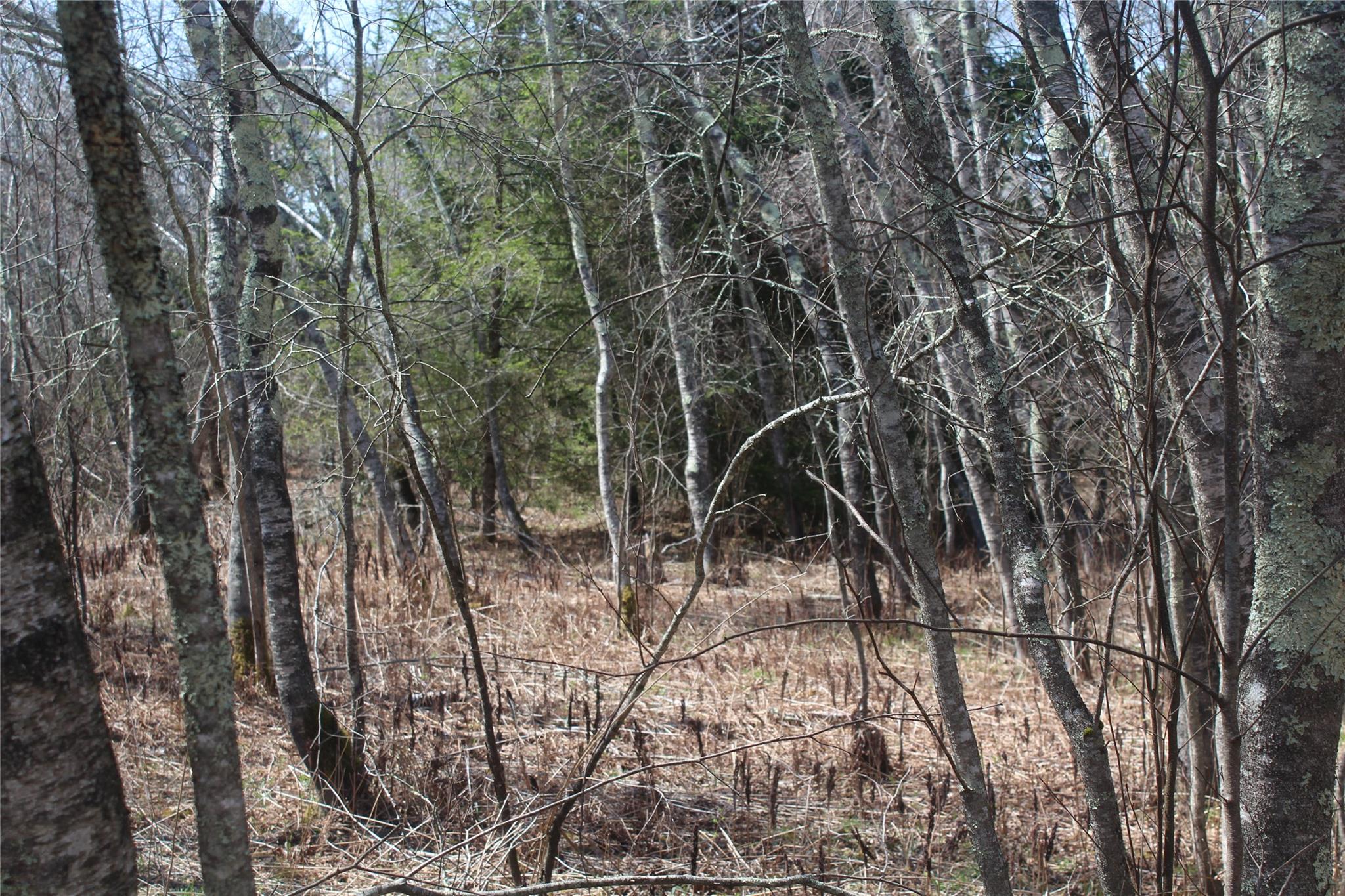 #3 photo, 927-943 Briscoe Road, Swan Lake , NY 12783