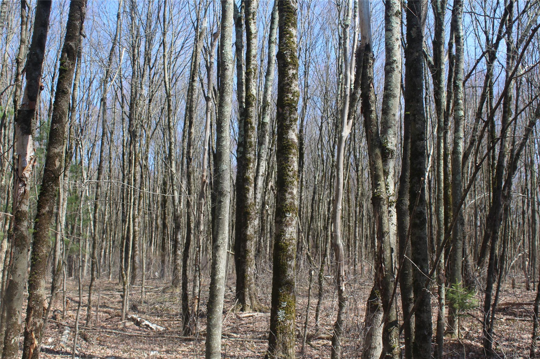 #8 photo, 927-943 Briscoe Road, Swan Lake , NY 12783