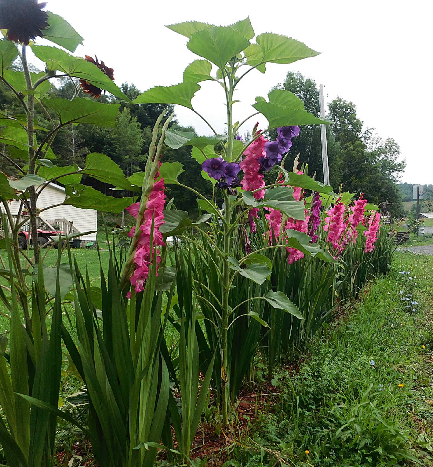 #13 photo, 247 Truesdell Rd, Prattsville , NY 12468