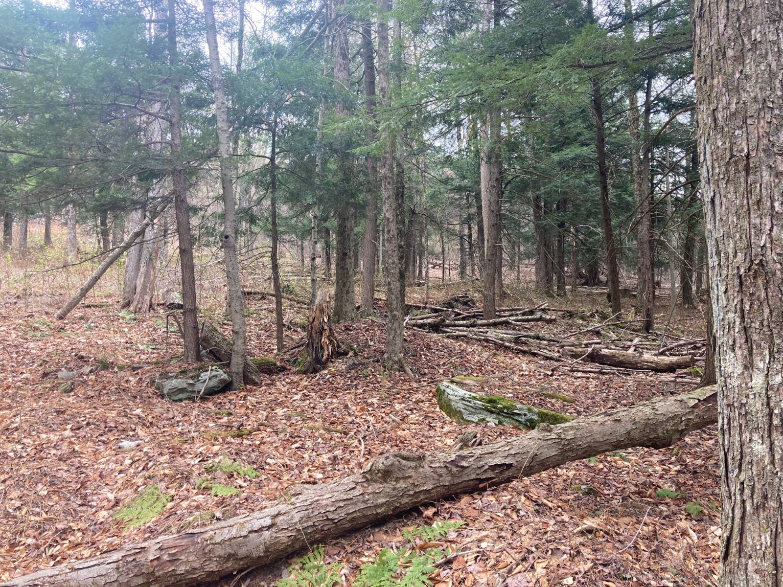 #13 photo, 1473 Crystal Meadows Rd, Downsville , NY 13782