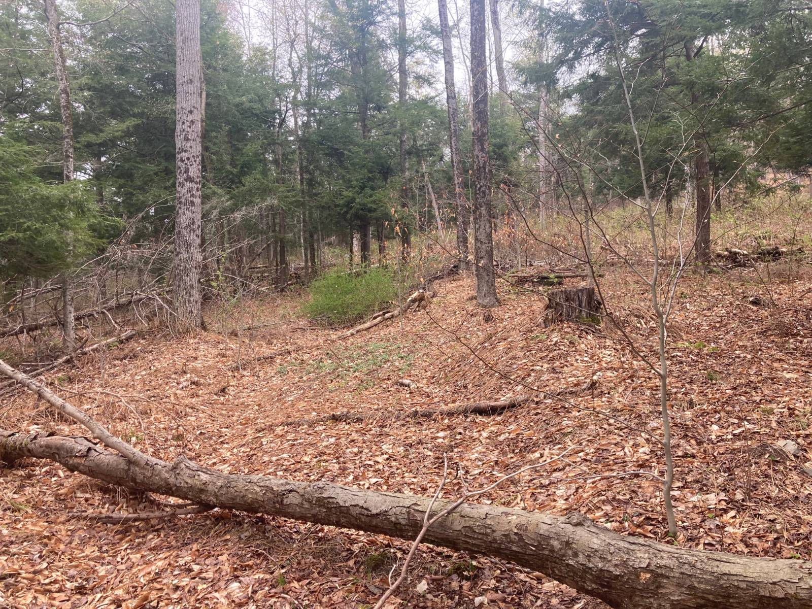 #14 photo, 1473 Crystal Meadows Rd, Downsville , NY 13782