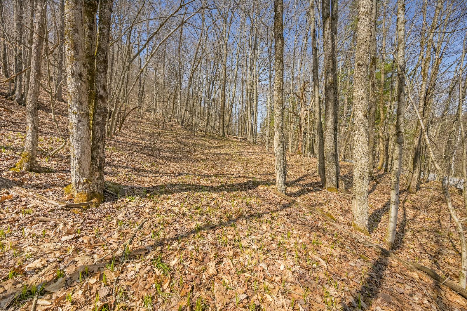 #5 photo, L9.113 Lutheranville Rd, Summit , NY 12175