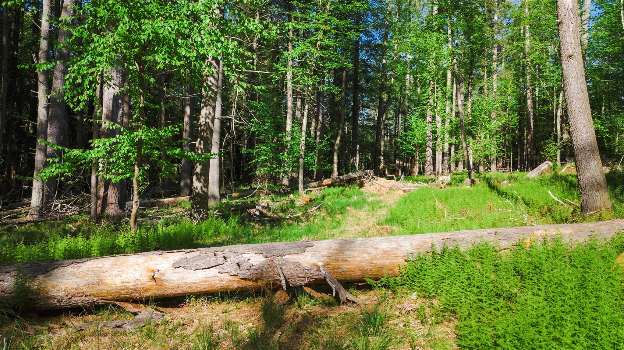 #6 photo, 51 Night Owl Road, Kingston , NY 12401