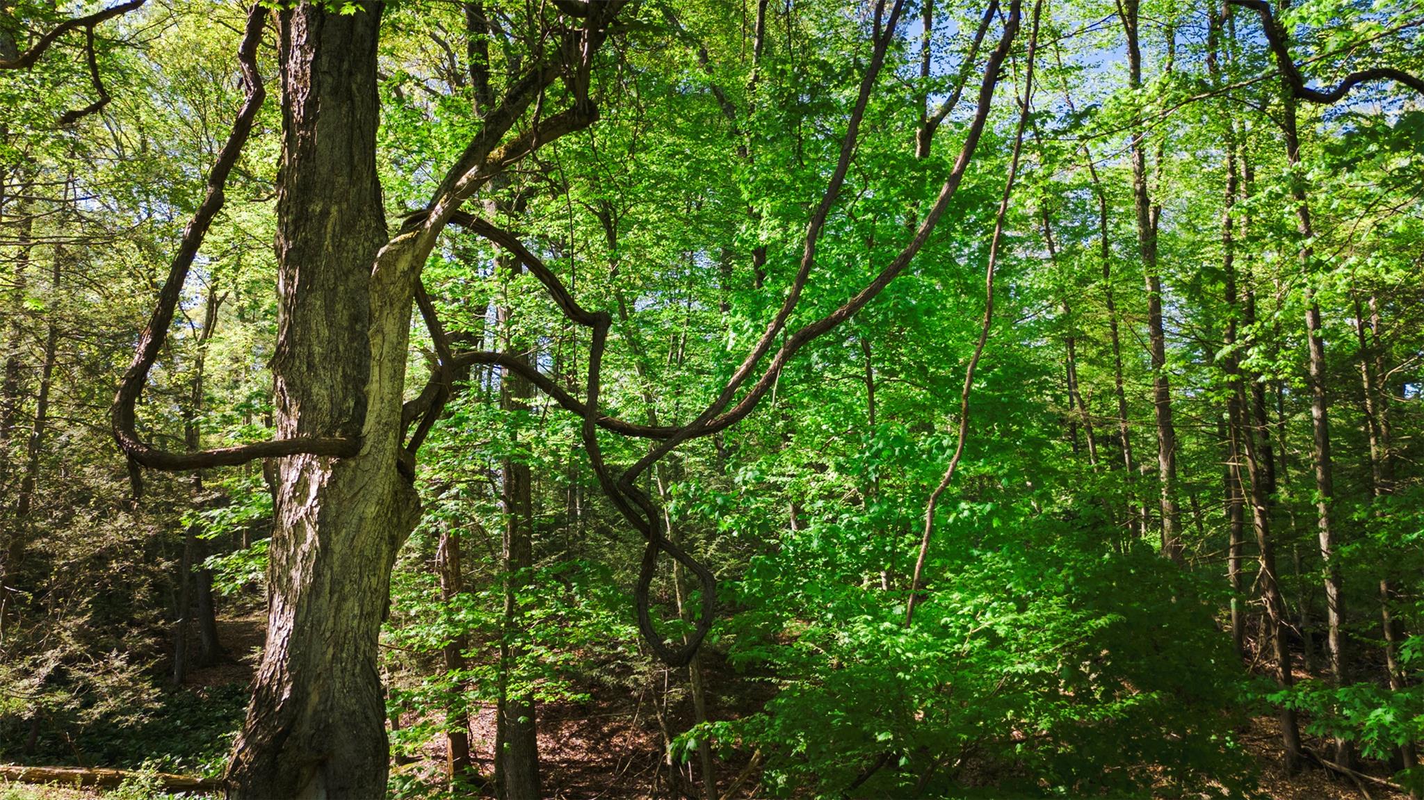 #7 photo, 51 Night Owl Road, Kingston , NY 12401