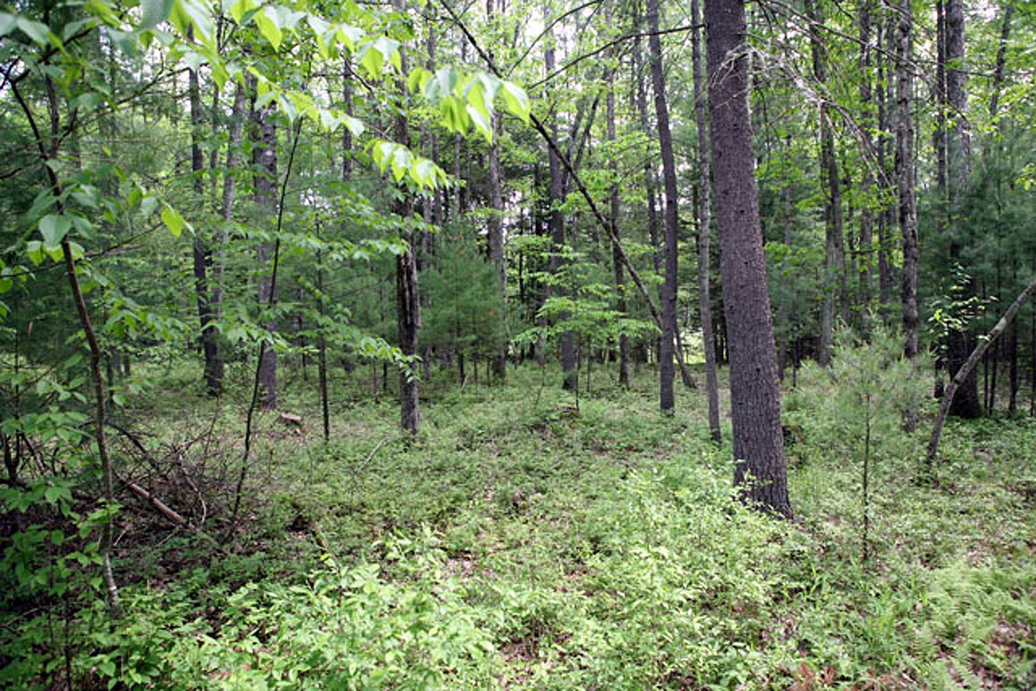 #13 photo, Lot 23 Serenity Drive, Callicoon , NY 12723