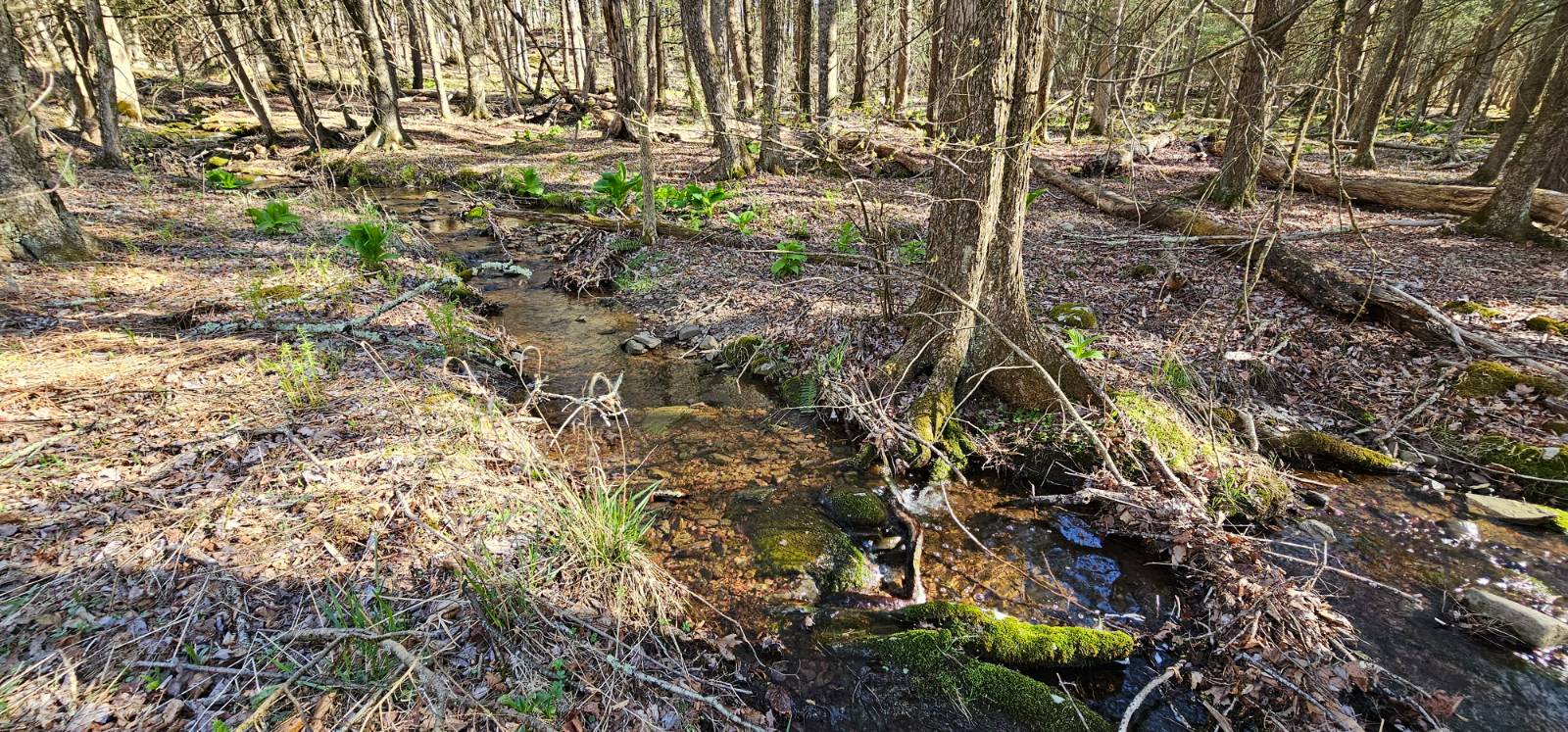 #8 photo, Lot 85 Perry Pond Road, Narrowsburg , NY 12764