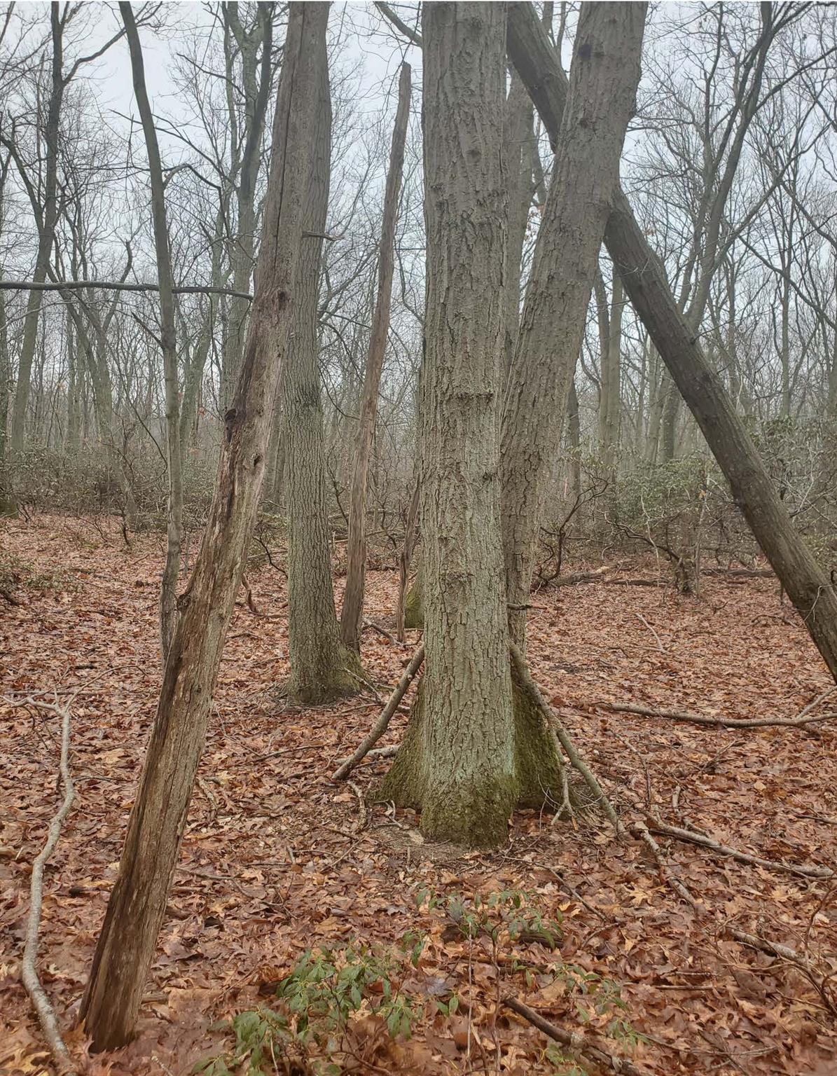 #3 photo, 8 Steep Bank Road, サフォーク郡 Saint James , NY 11780