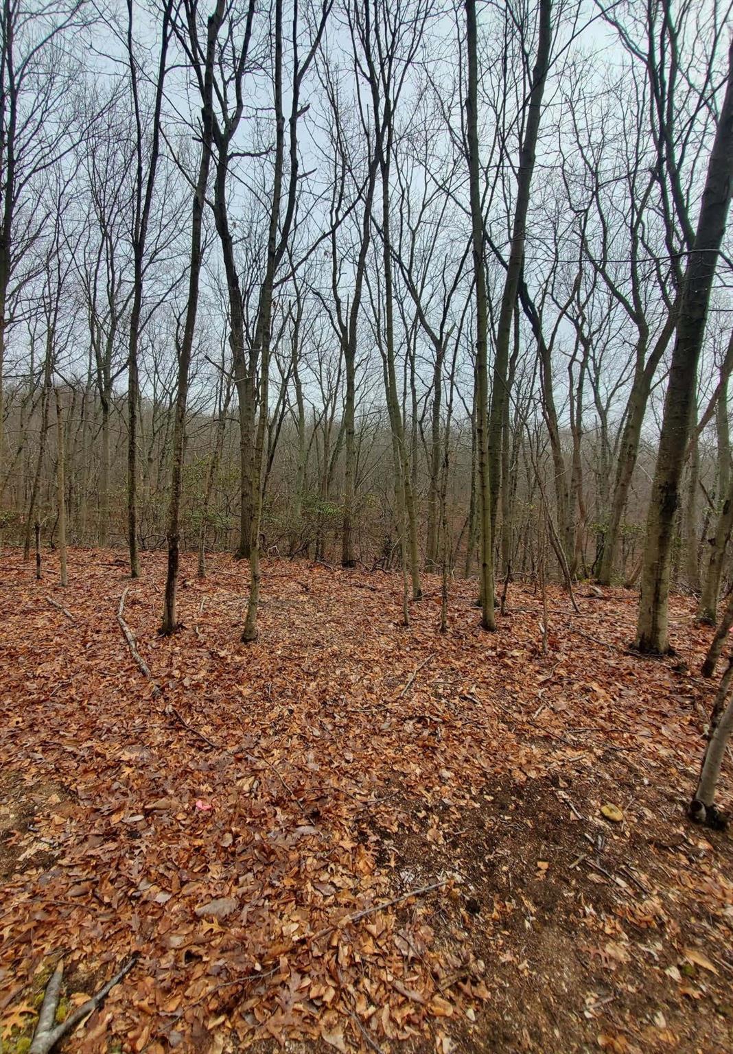 #2 photo, 260 Old Mill Road, サフォーク郡 Saint James , NY 11780