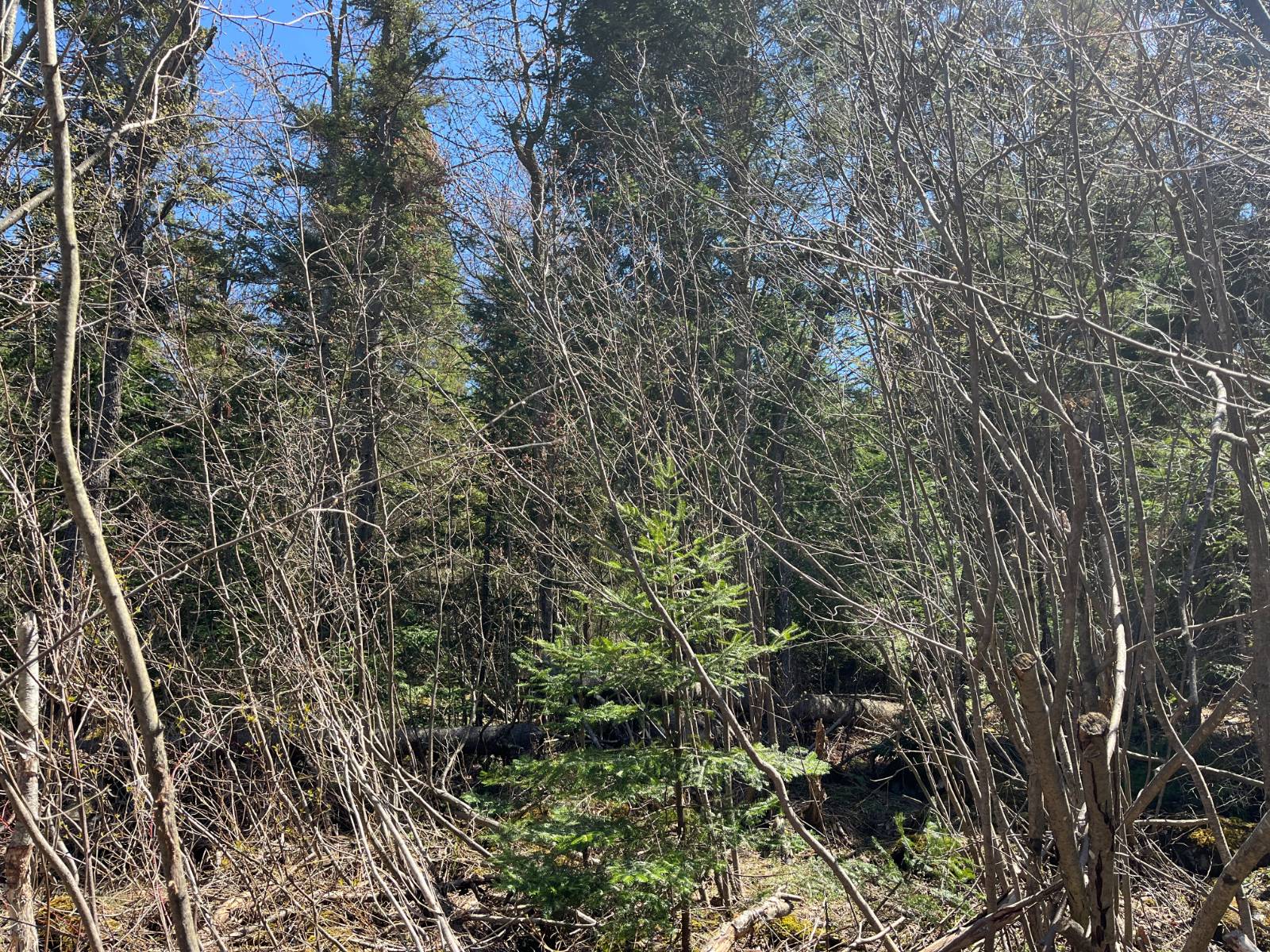 #45 photo, 5096 Blue Mountain Rd, Saint Regis Falls , NY 12980