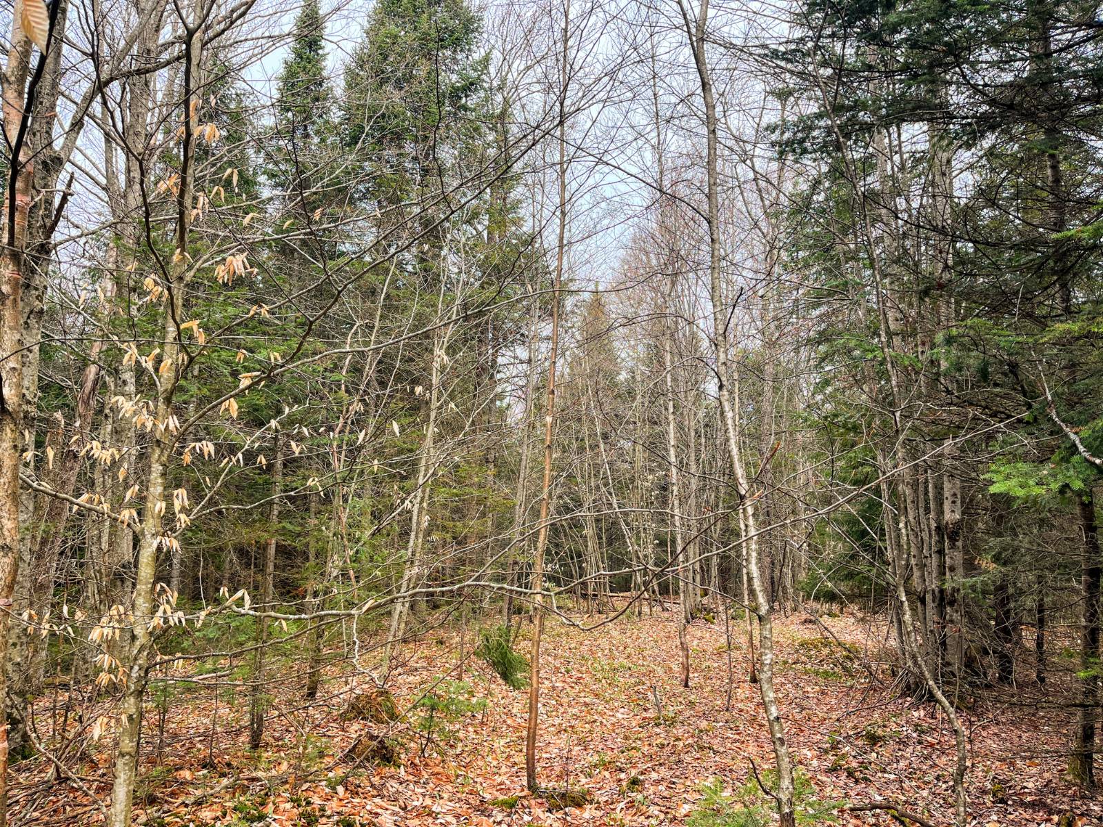 #10 photo, 00 Palmer Rd, Saint Regis Falls , NY 12980