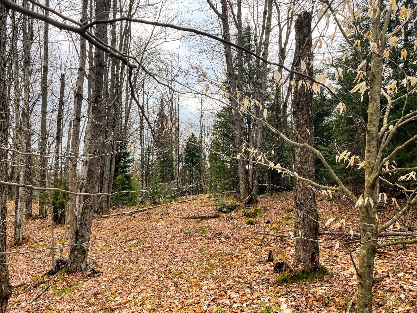 #12 photo, 00 Palmer Rd, Saint Regis Falls , NY 12980