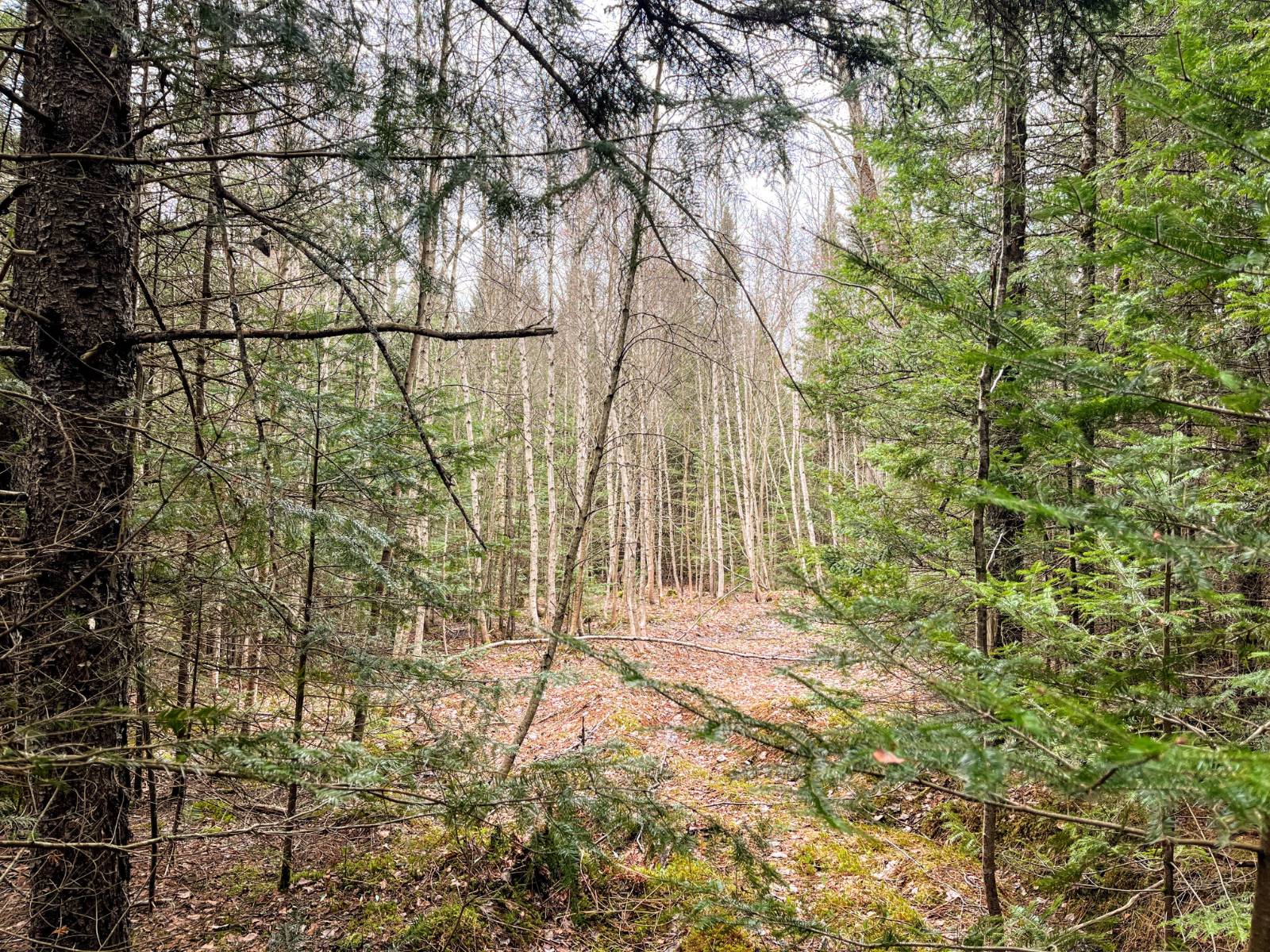 #13 photo, 00 Palmer Rd, Saint Regis Falls , NY 12980