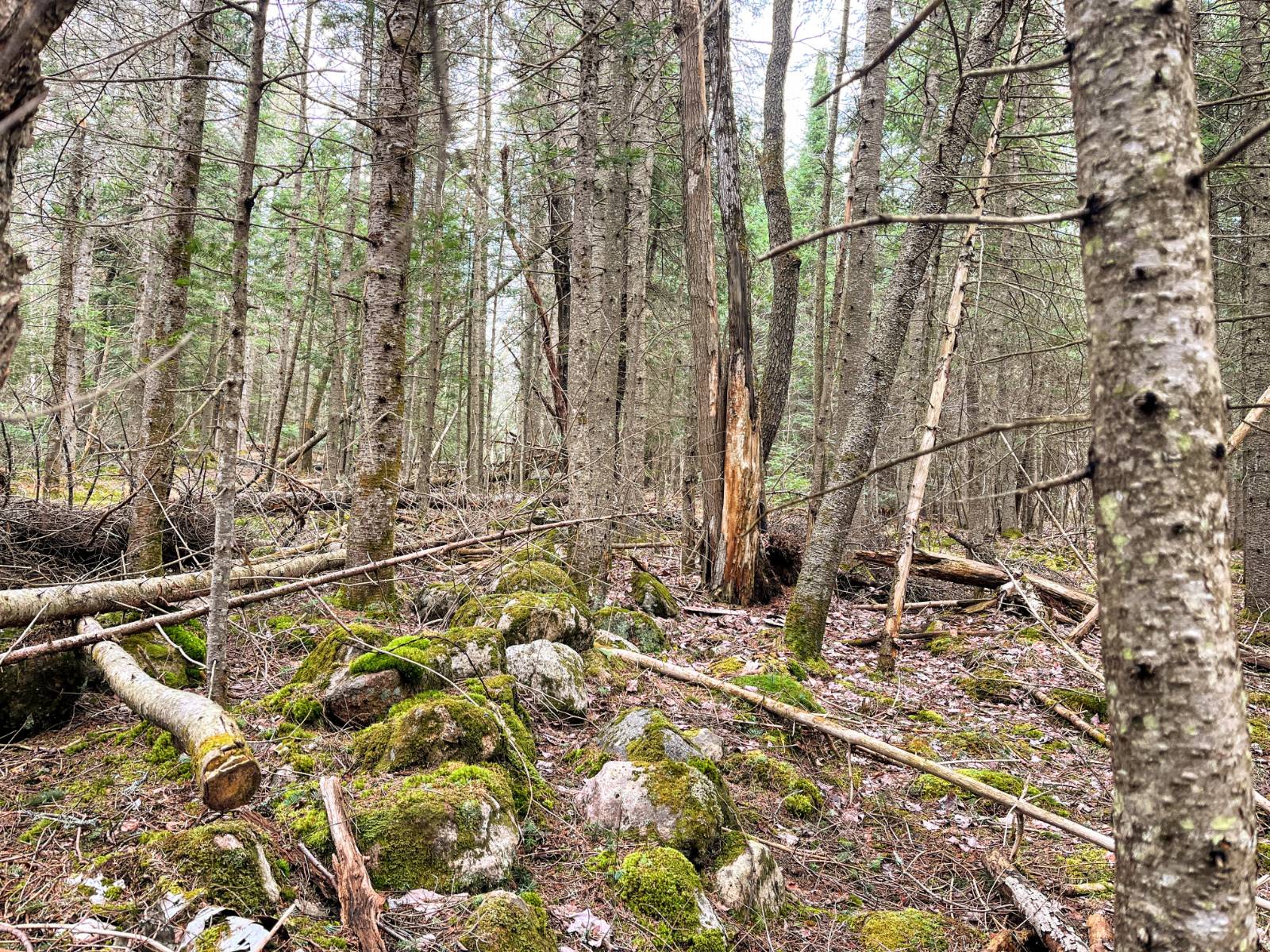 #14 photo, 00 Palmer Rd, Saint Regis Falls , NY 12980