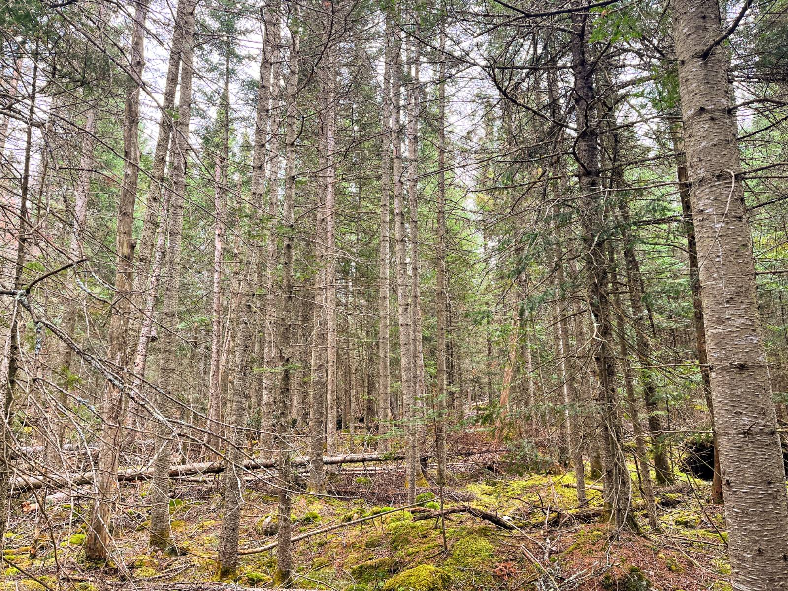 #15 photo, 00 Palmer Rd, Saint Regis Falls , NY 12980