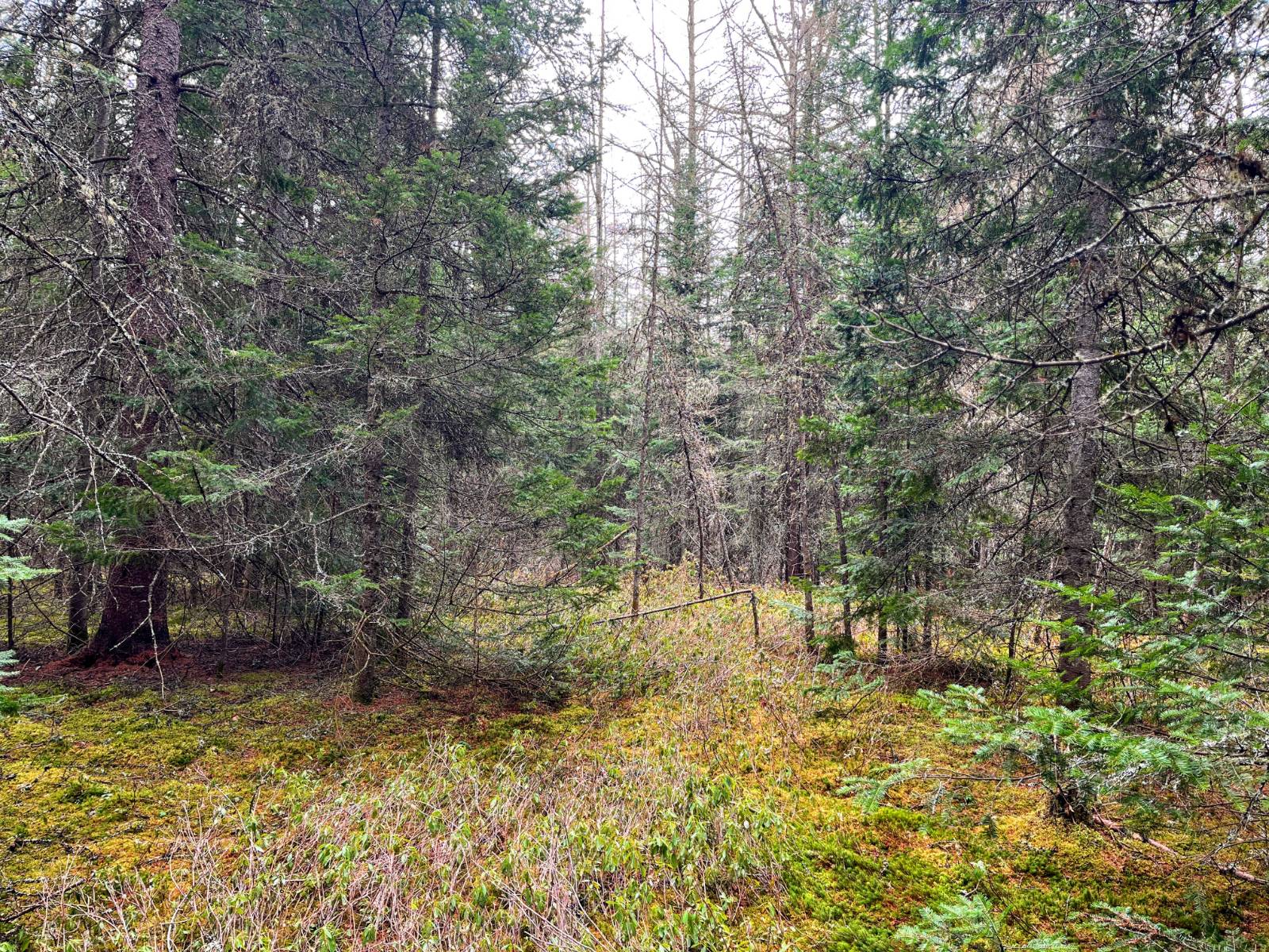 #16 photo, 00 Palmer Rd, Saint Regis Falls , NY 12980