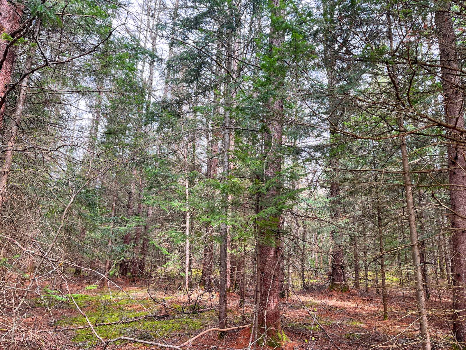 #2 photo, 00 Palmer Rd, Saint Regis Falls , NY 12980