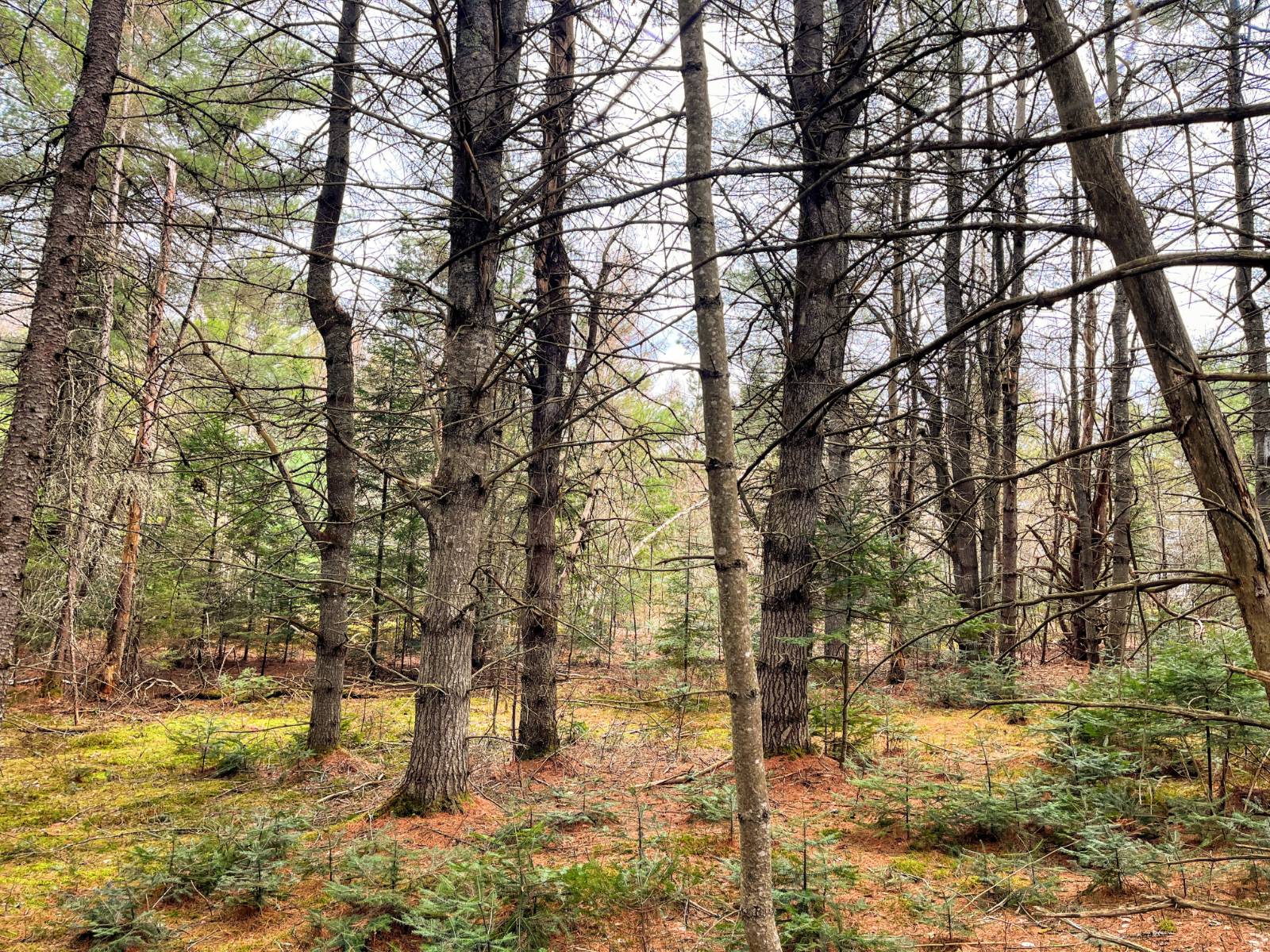 #22 photo, 00 Palmer Rd, Saint Regis Falls , NY 12980