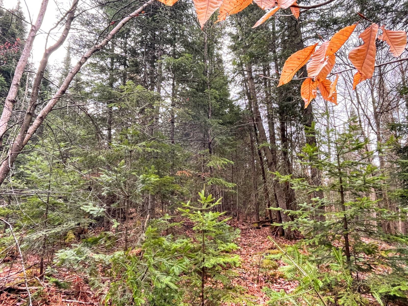 #3 photo, 00 Palmer Rd, Saint Regis Falls , NY 12980