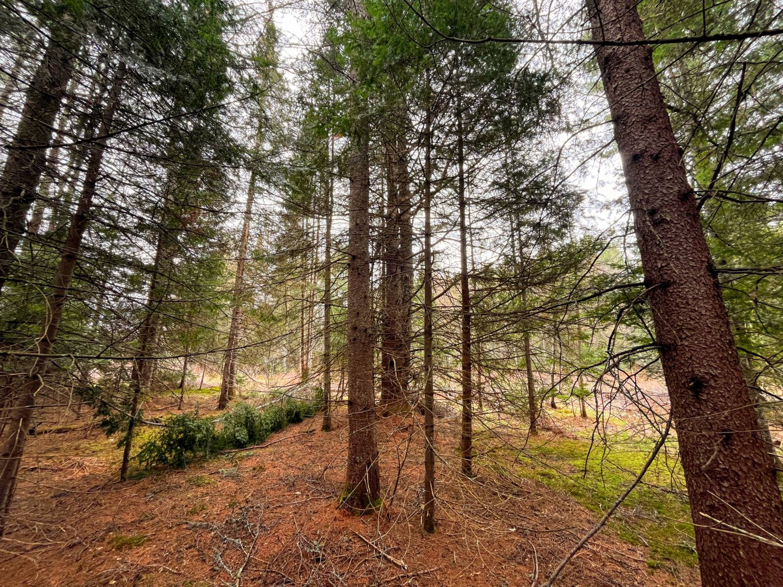 #6 photo, 00 Palmer Rd, Saint Regis Falls , NY 12980