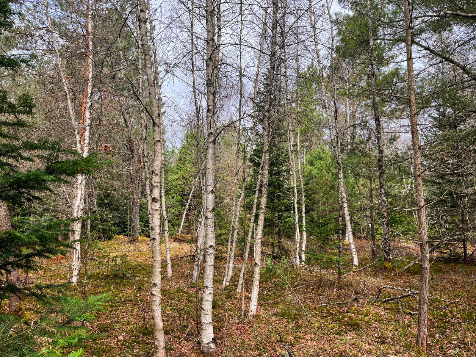 #7 photo, 00 Palmer Rd, Saint Regis Falls , NY 12980