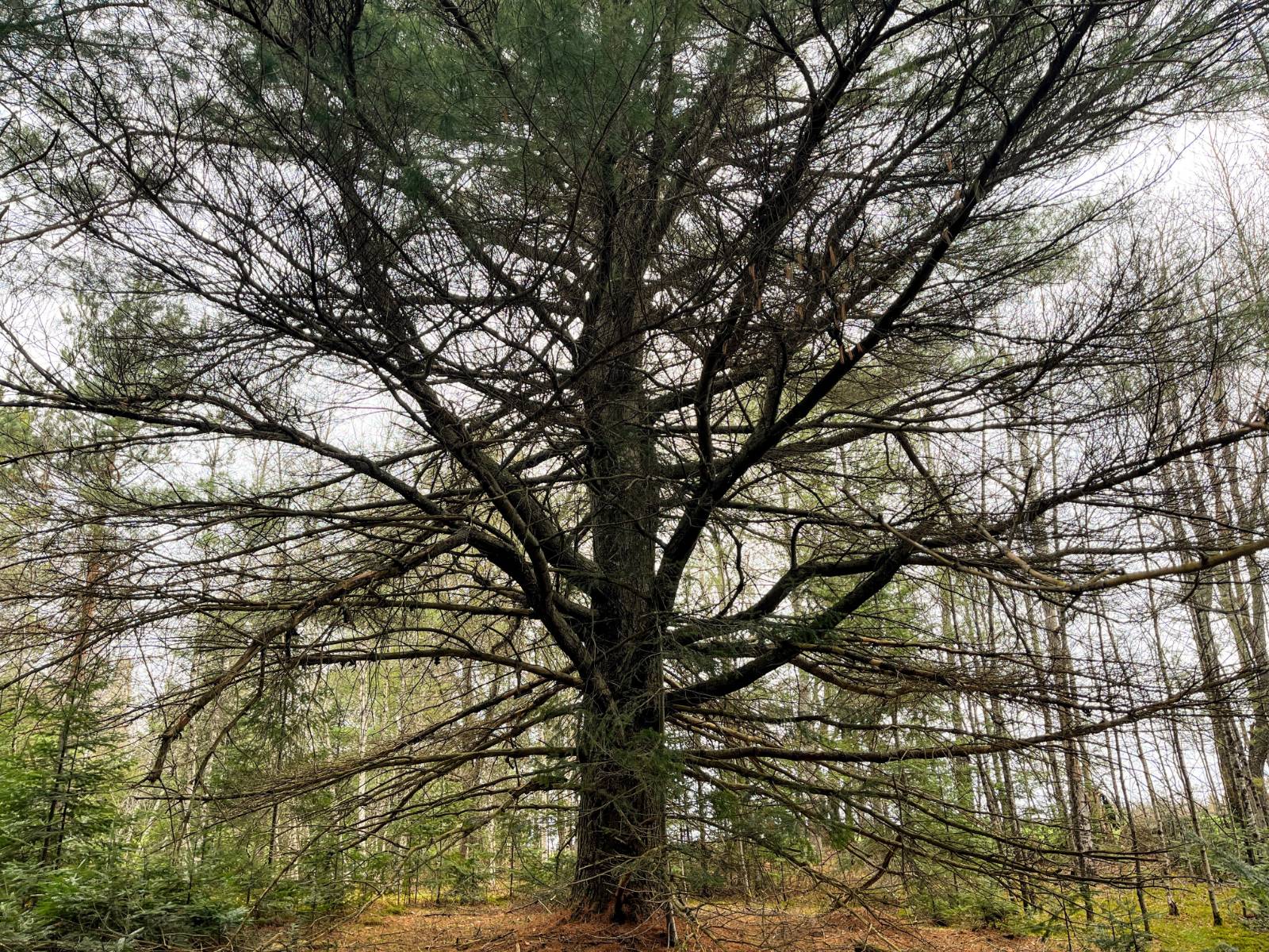 #8 photo, 00 Palmer Rd, Saint Regis Falls , NY 12980