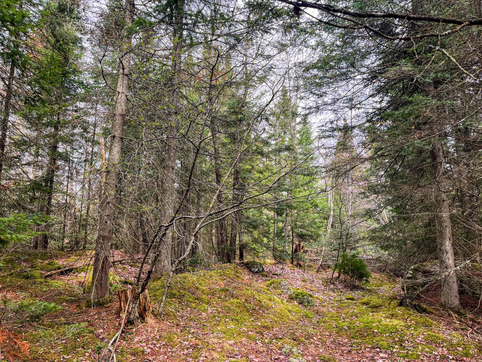 #9 photo, 00 Palmer Rd, Saint Regis Falls , NY 12980