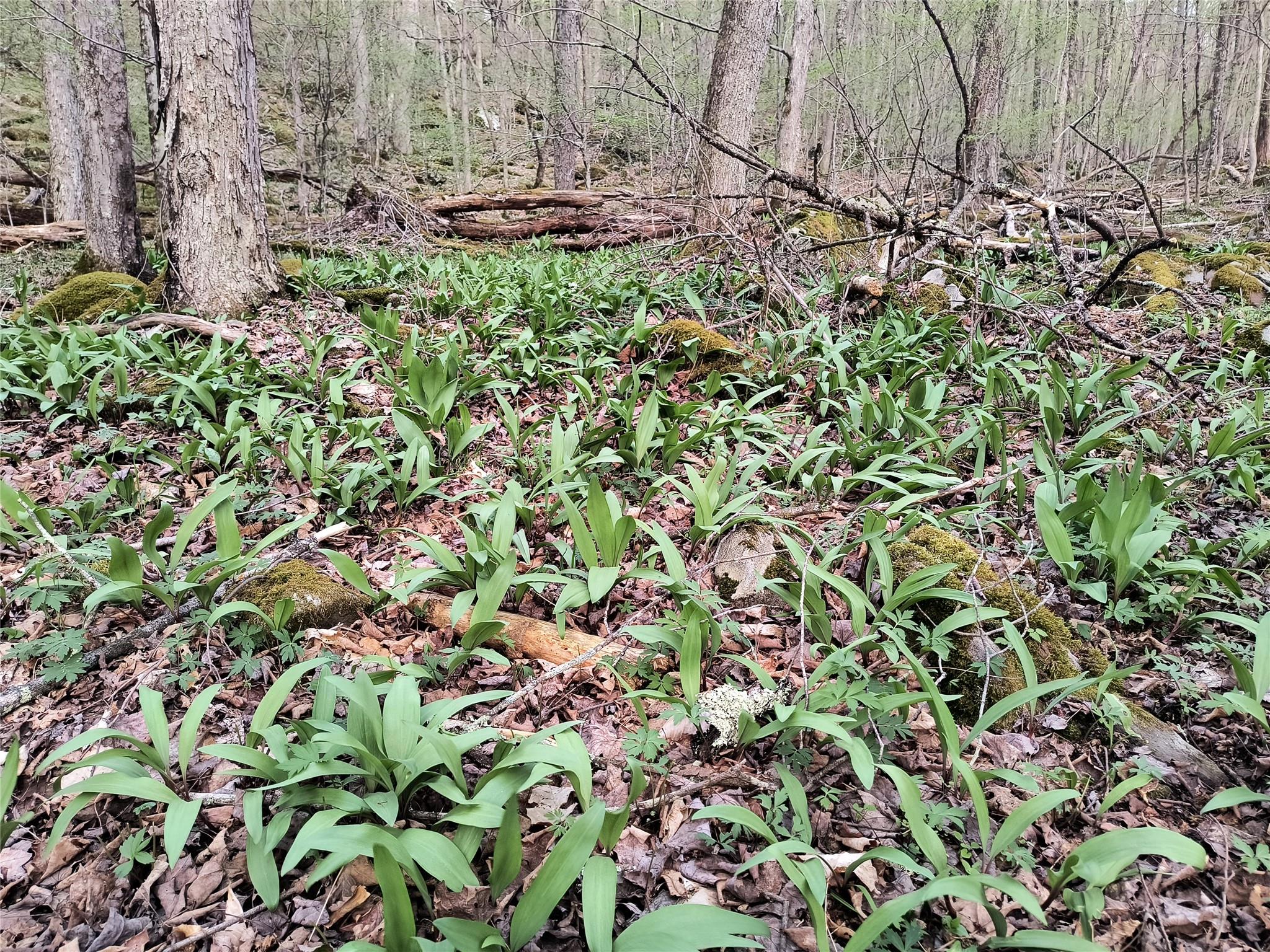 #13 photo, Chiloway Road, Hancock , NY 13783