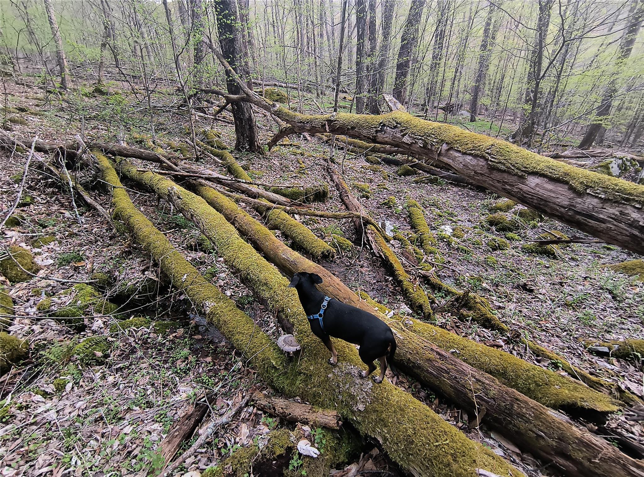 #9 photo, Chiloway Road, Hancock , NY 13783