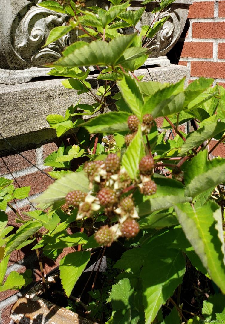 #9 photo, 229 W 138TH Street, マンハッタン New York (Manhattan) , NY 10030