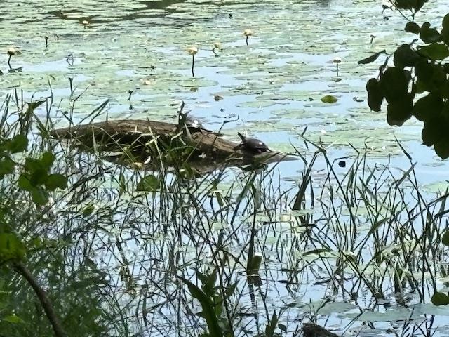 #4 photo, 5-8 Lakeside Lane, Pine Plains , NY 12567