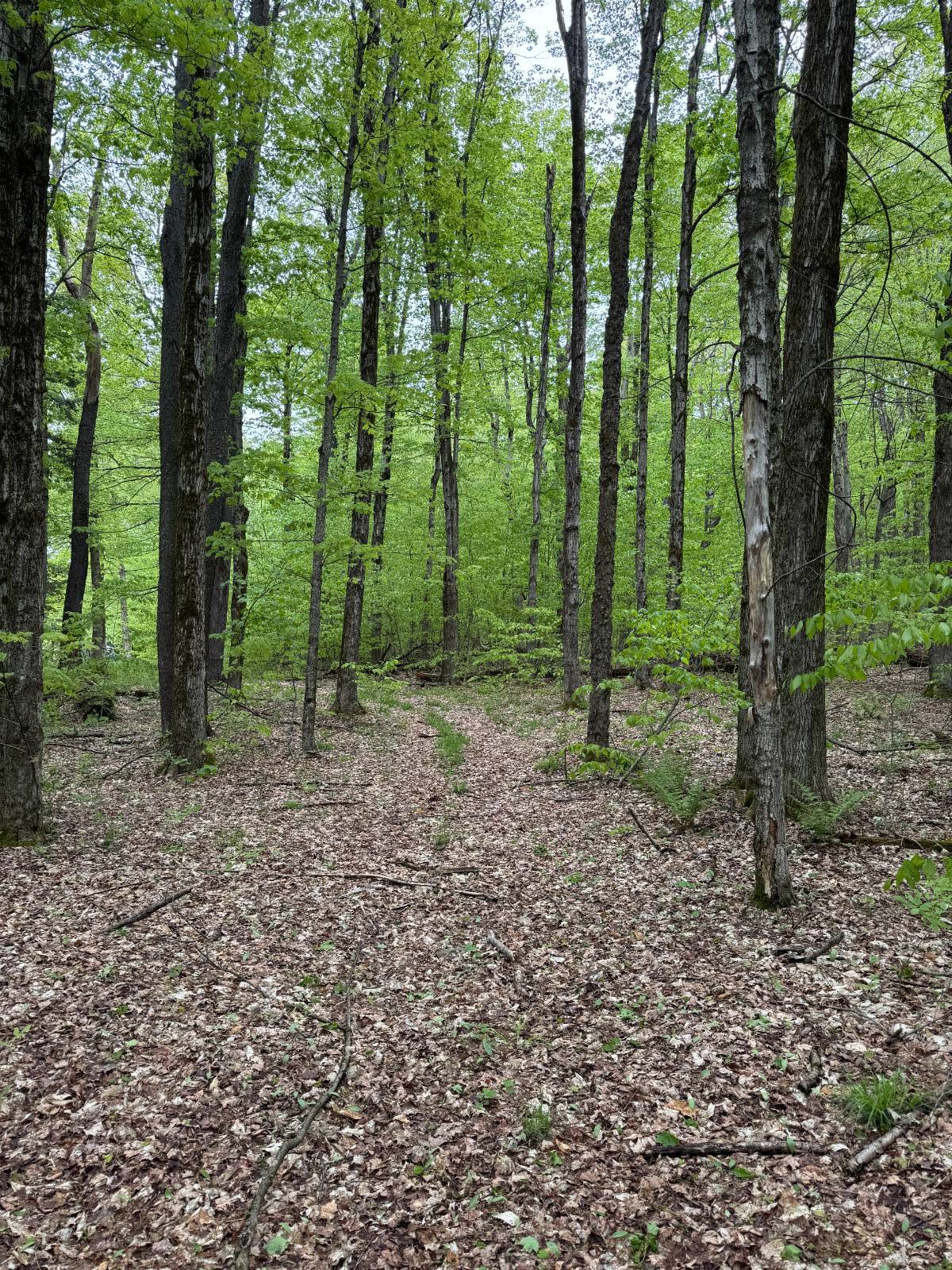 #39 photo, 586 Mosse Rd, Roseboom , NY 13320