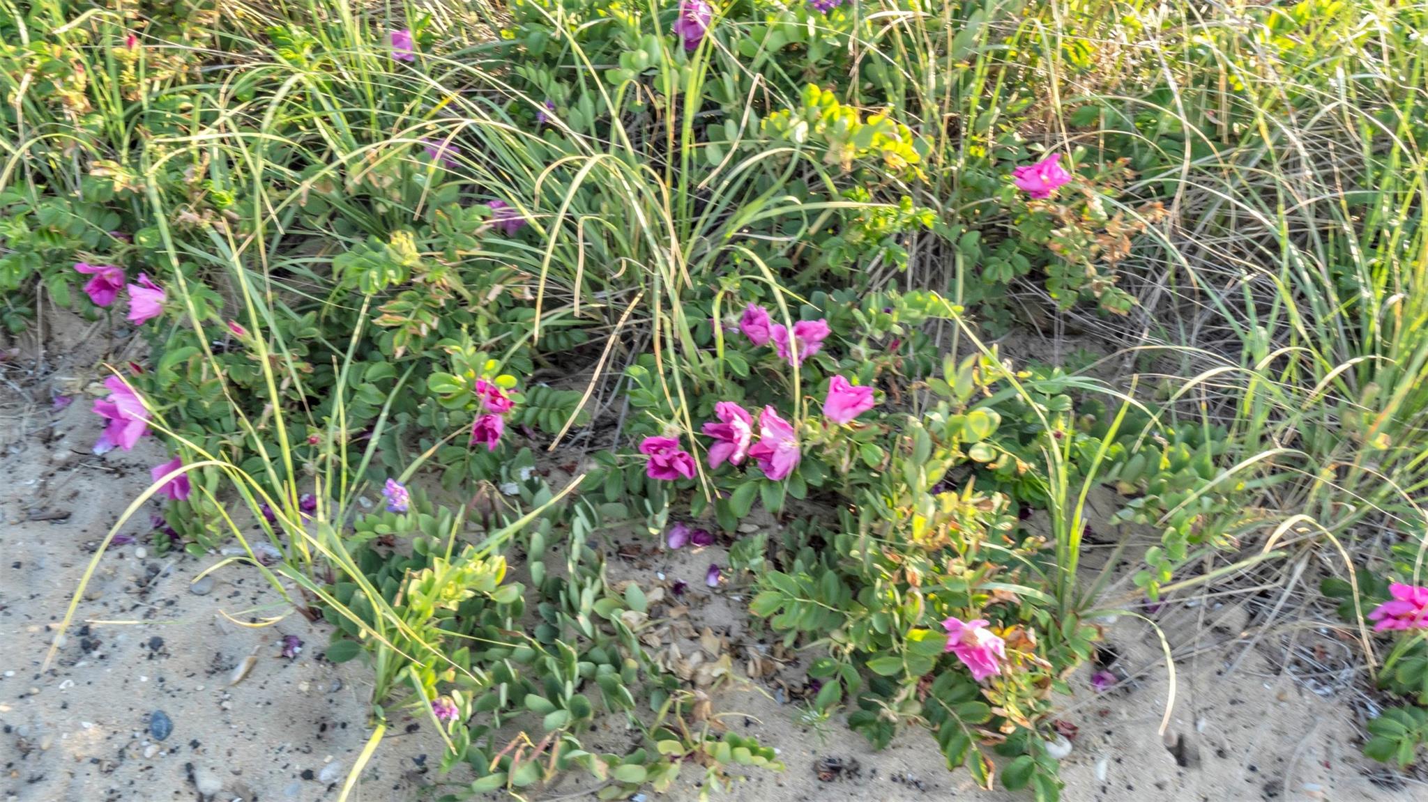 #7 photo, 18 North Shore Road, サフォーク郡 Montauk , NY 11954