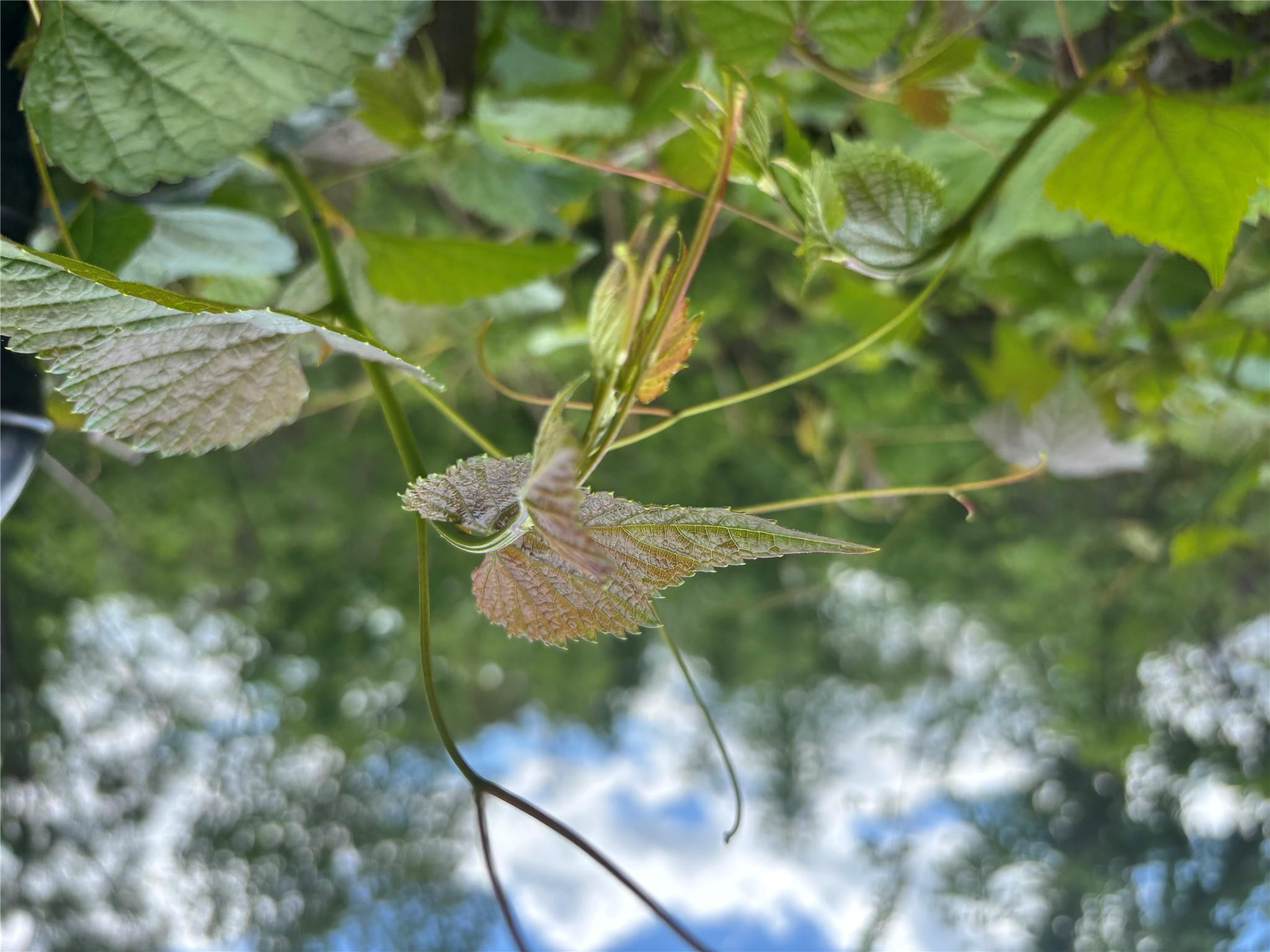 #9 photo, 21 Washington Avenue, White Plains , NY 10603