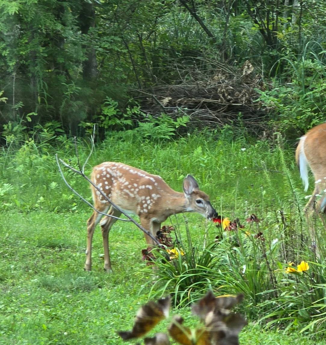 #97 photo, 2085 Weast Road, Pattersonville , NY 12137