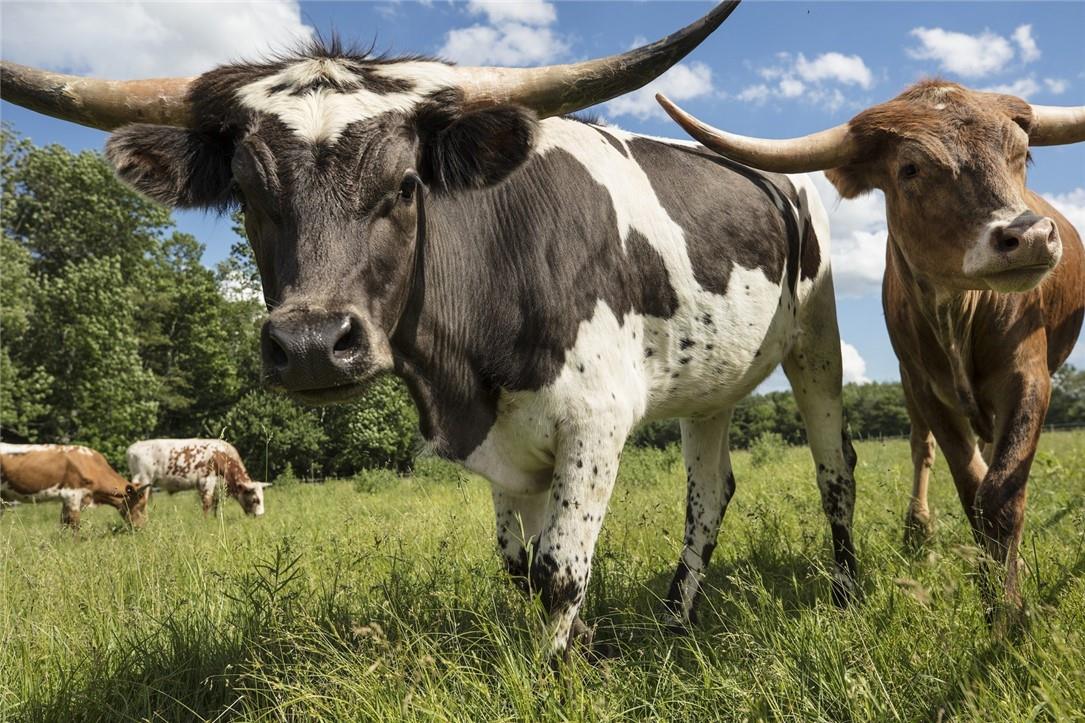 #16 photo, Lot 1 Chapin Trail, White Lake , NY 12786