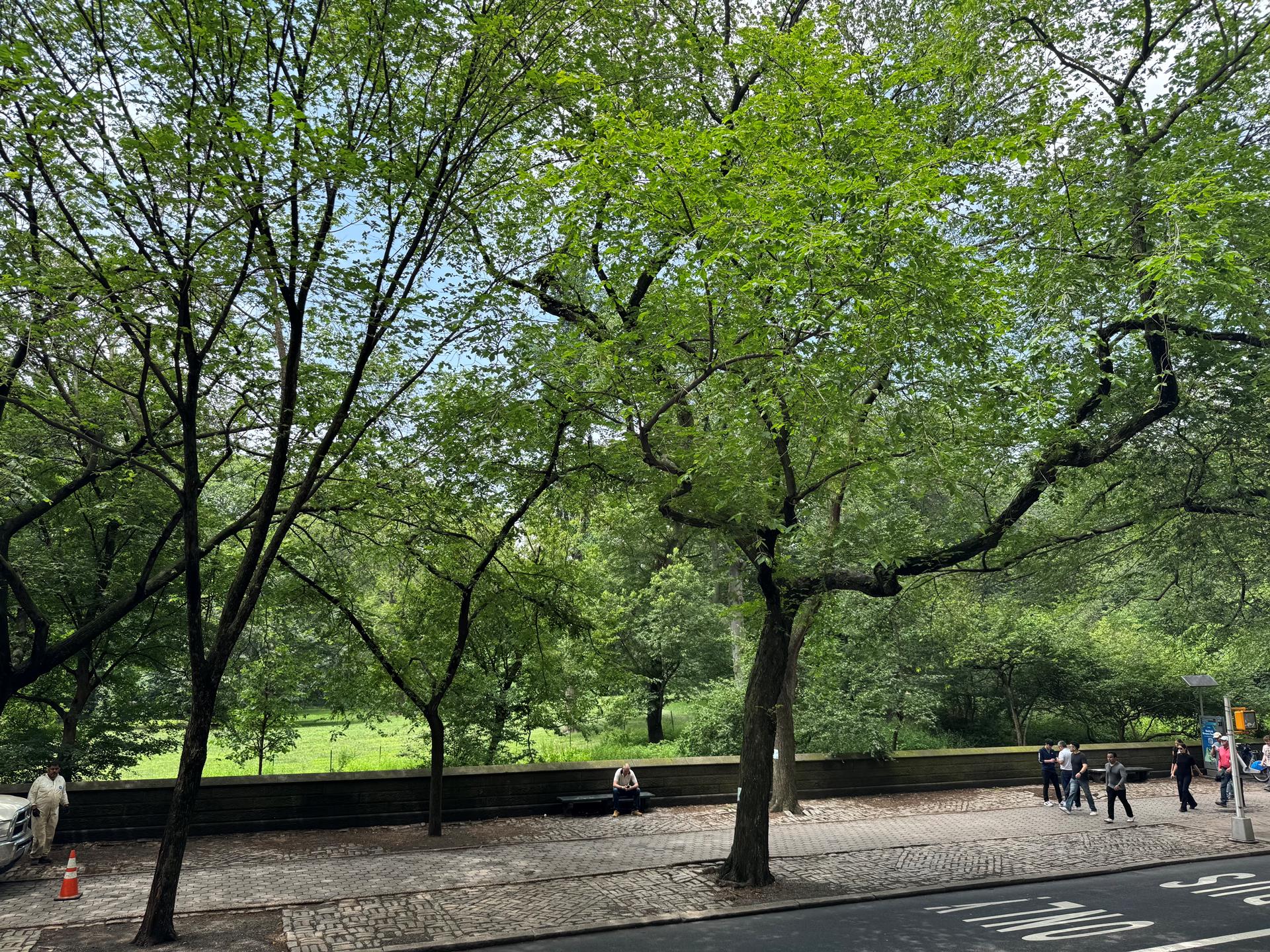 #1 photo, 965 5TH Avenue, 曼哈頓 上东城 Lenox Hill , NY 10075
