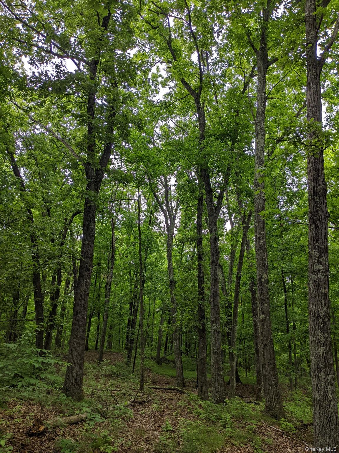 #7 photo, Parcel 1 - TBD Woodstock Road, Millbrook , NY 12545