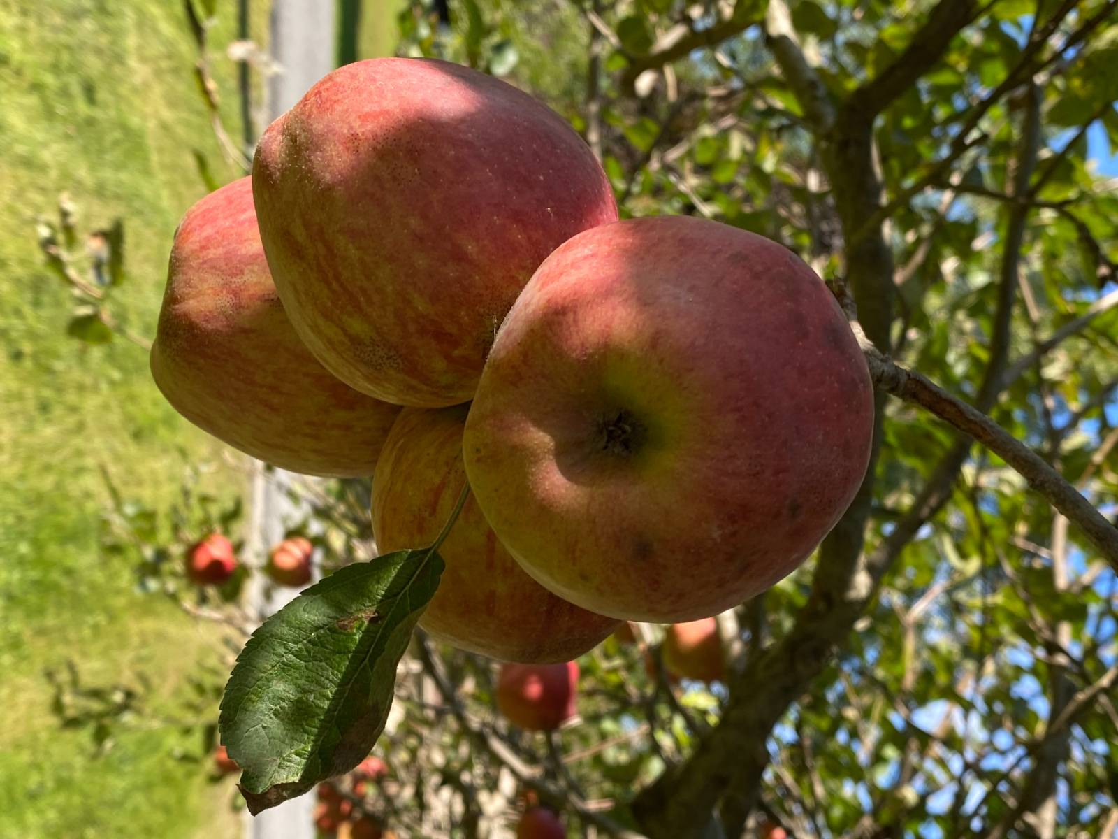 #15 photo, 7 Western Ave, Charlton , NY 12019