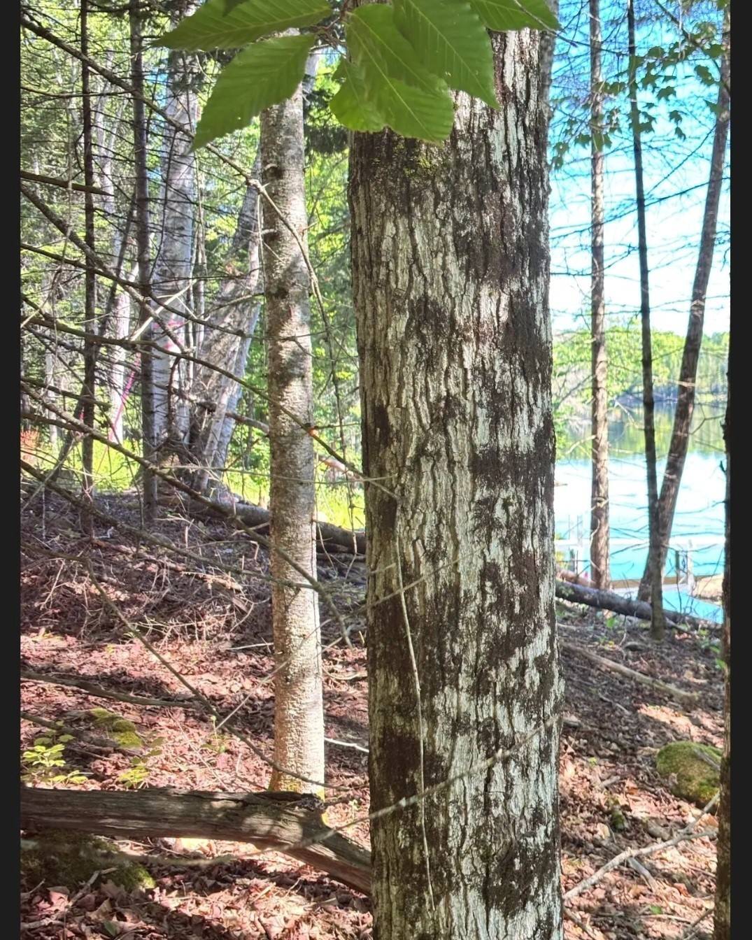 #22 photo, 0 SUNRISE Lane, Indian Lake , NY 12842