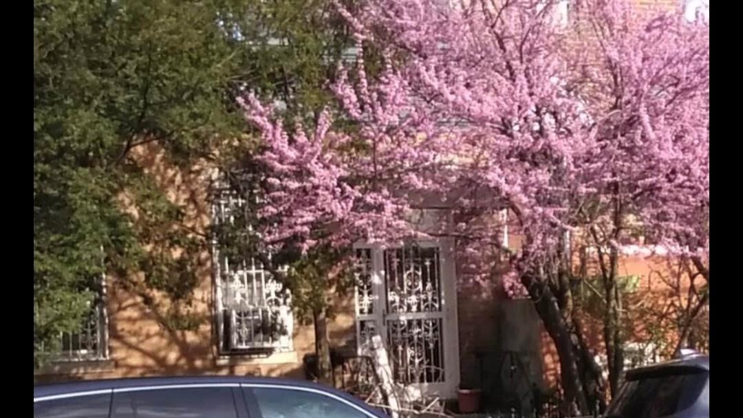 #2 photo, 32-17 46th Street, クイーンズ区 Astoria , NY 11103