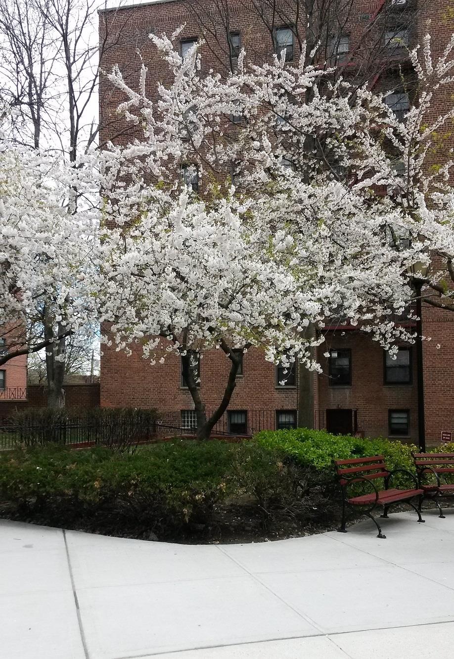 #14 photo, 150-11 72 Road, クイーンズ区 Flushing , NY 11367