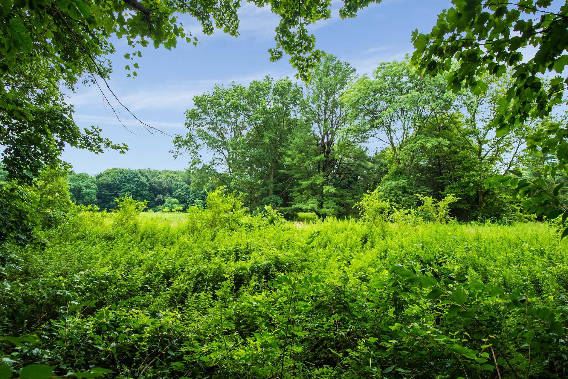 #5 photo, 170 Hegemans Lane, ナッソー郡 Old Brookville , NY 11545